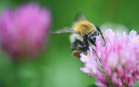 花间隐者小蜂蜜图片