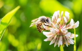 花间隐者小蜂蜜图片