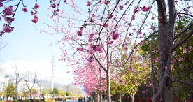 樱花桃花花艺图片