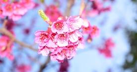 樱花桃花花艺图片