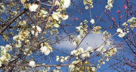 樱花桃花花艺图片