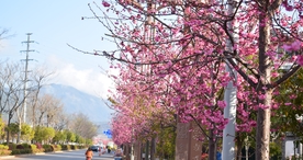 樱花桃花花艺图片