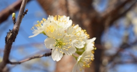 樱花桃花花艺图片