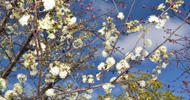 樱花桃花花艺图片