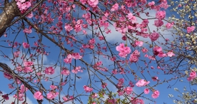 樱花桃花花艺图片