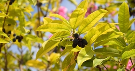 樱花桃花花艺图片