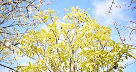 樱花桃花花艺图片