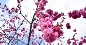 樱花桃花花艺图片