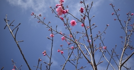 樱花桃花花艺图片