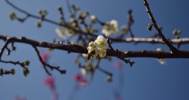 樱花桃花花艺图片