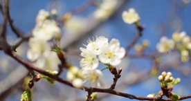 樱花桃花花艺图片