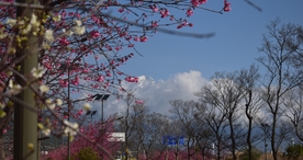 樱花桃花花艺图片