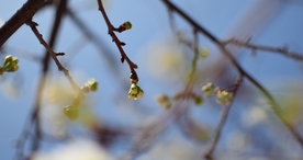 樱花桃花花艺图片