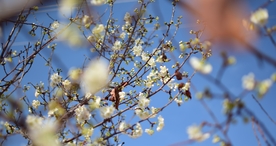 樱花桃花花艺图片