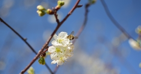 樱花桃花花艺图片