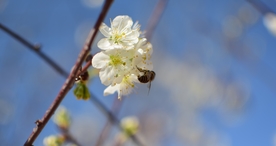 樱花桃花花艺图片