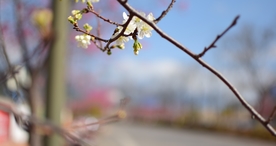 樱花桃花花艺图片