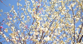 樱花桃花花艺图片