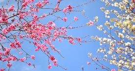 樱花桃花花艺图片