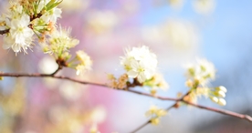 樱花桃花花艺图片