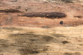 木纹