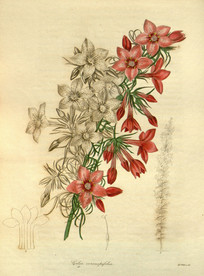 花草绿植插画素材