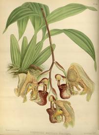 绿色的植株插画