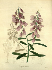 绿色的植株插画