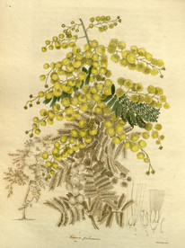 绿色的植株插画