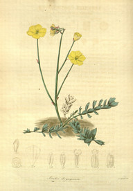 花草绿植插画素材