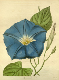 绿植花草插画素材