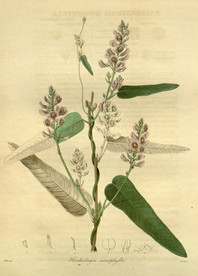 绿植花草插画素材