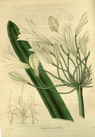 花草绿植插画素材