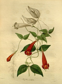 花草绿植插画素材