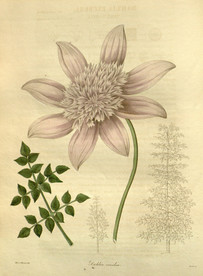 绿植花草插画素材