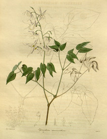 绿植花草插画素材