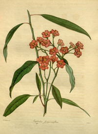 花草绿植插画素材