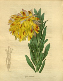 花草绿植插画素材