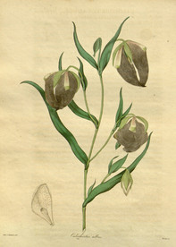 绿植花草插画素材