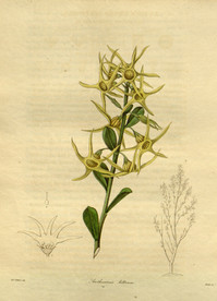 花草绿植插画素材