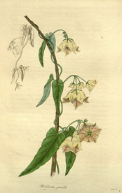 花草绿植插画素材