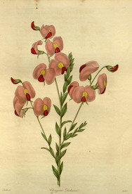 花草绿植插画素材