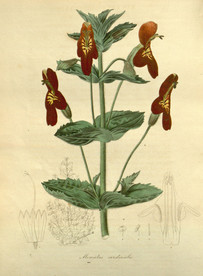 花草绿植插画素材