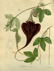 花草绿植插画素材