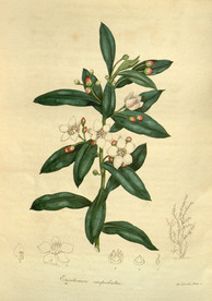 绿植花草插画素材