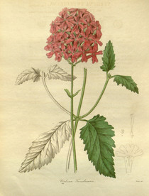 绿植花草插画素材