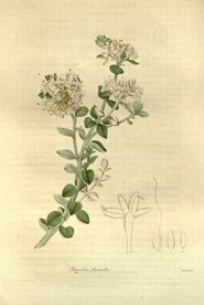 绿植花草插画素材