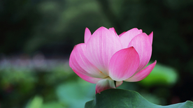 荷塘荷花莲藕图片