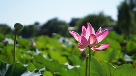 荷塘荷花莲藕图片