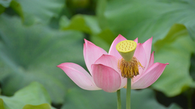 荷塘荷花莲藕图片